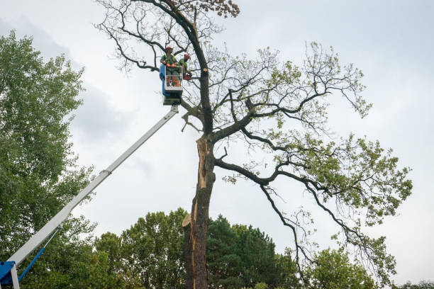 Seasonal Cleanup (Spring/Fall) in Dresser, WI