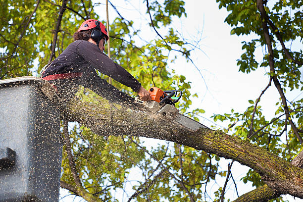 Reliable Dresser, WI Tree Care Solutions