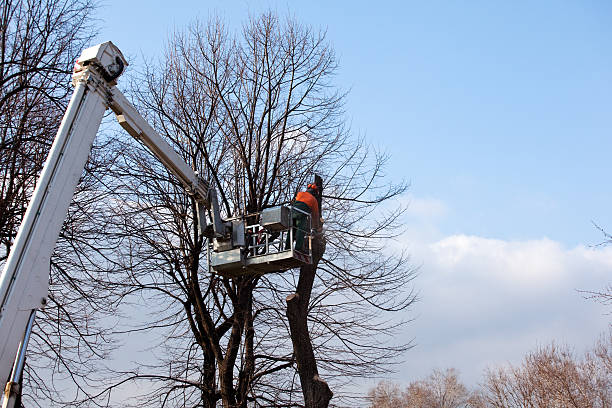 How Our Tree Care Process Works  in  Dresser, WI